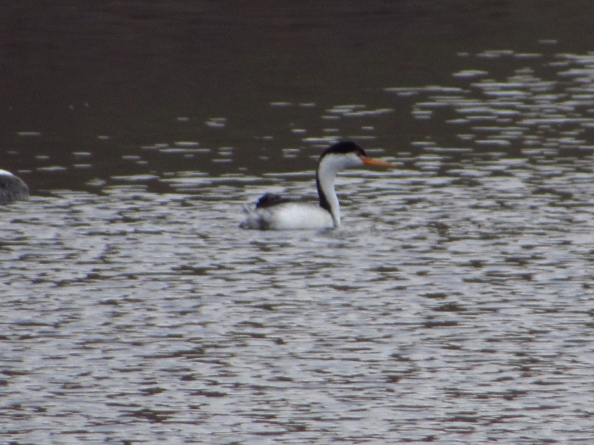 Clark's Grebe - ML646384658