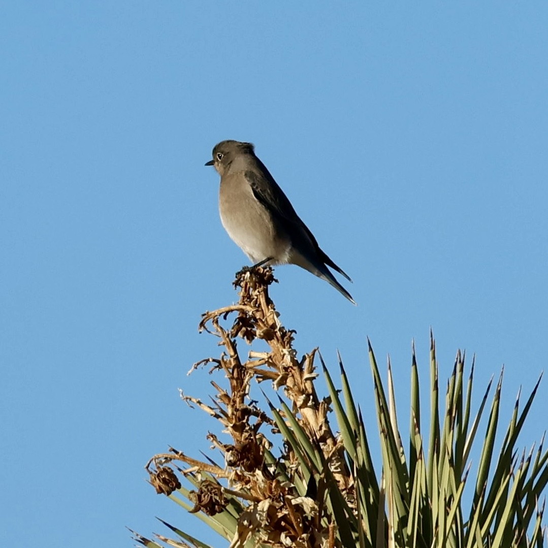 Mountain Bluebird - ML646384659