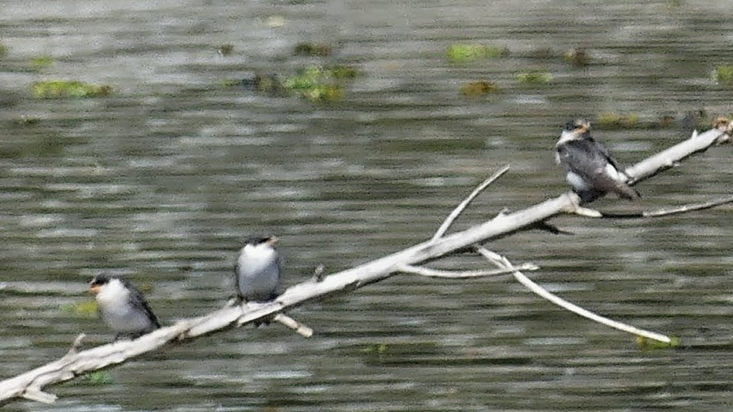Blue-and-white Swallow - ML646384664