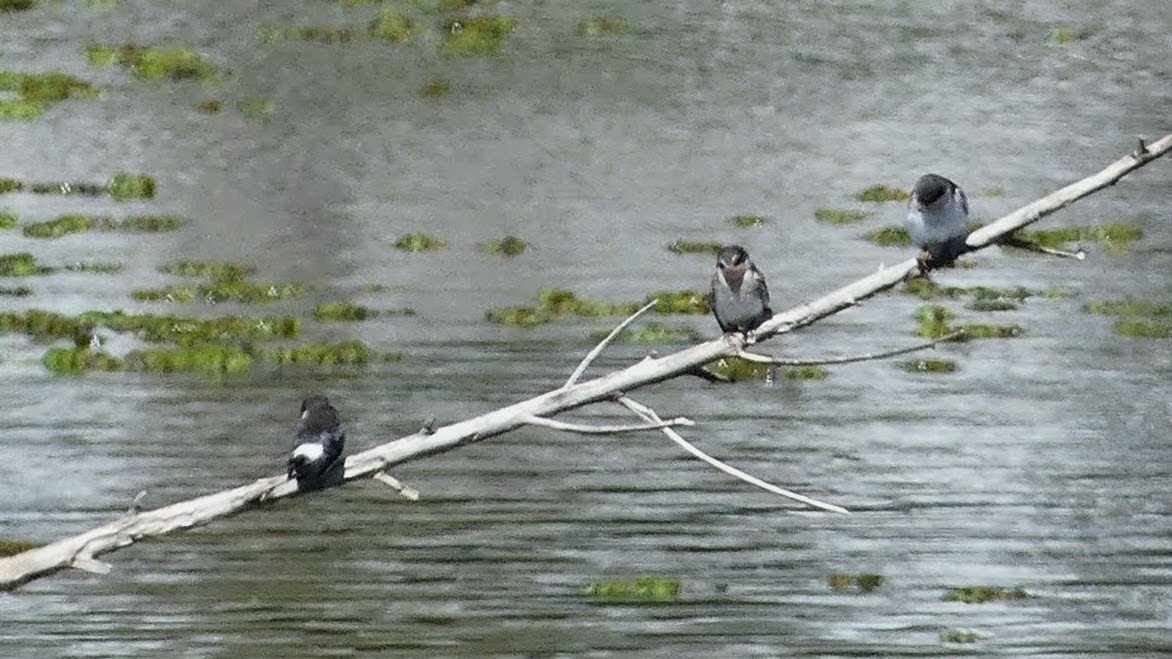 Blue-and-white Swallow - ML646384665