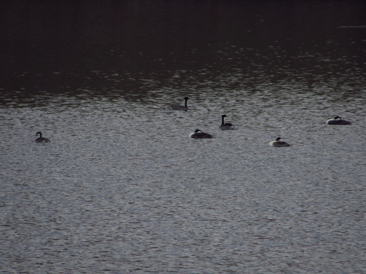 Western Grebe - ML646384666