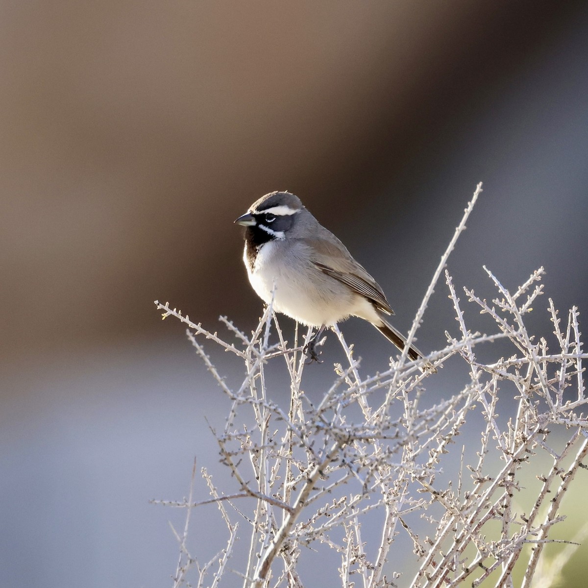Black-throated Sparrow - ML646384667