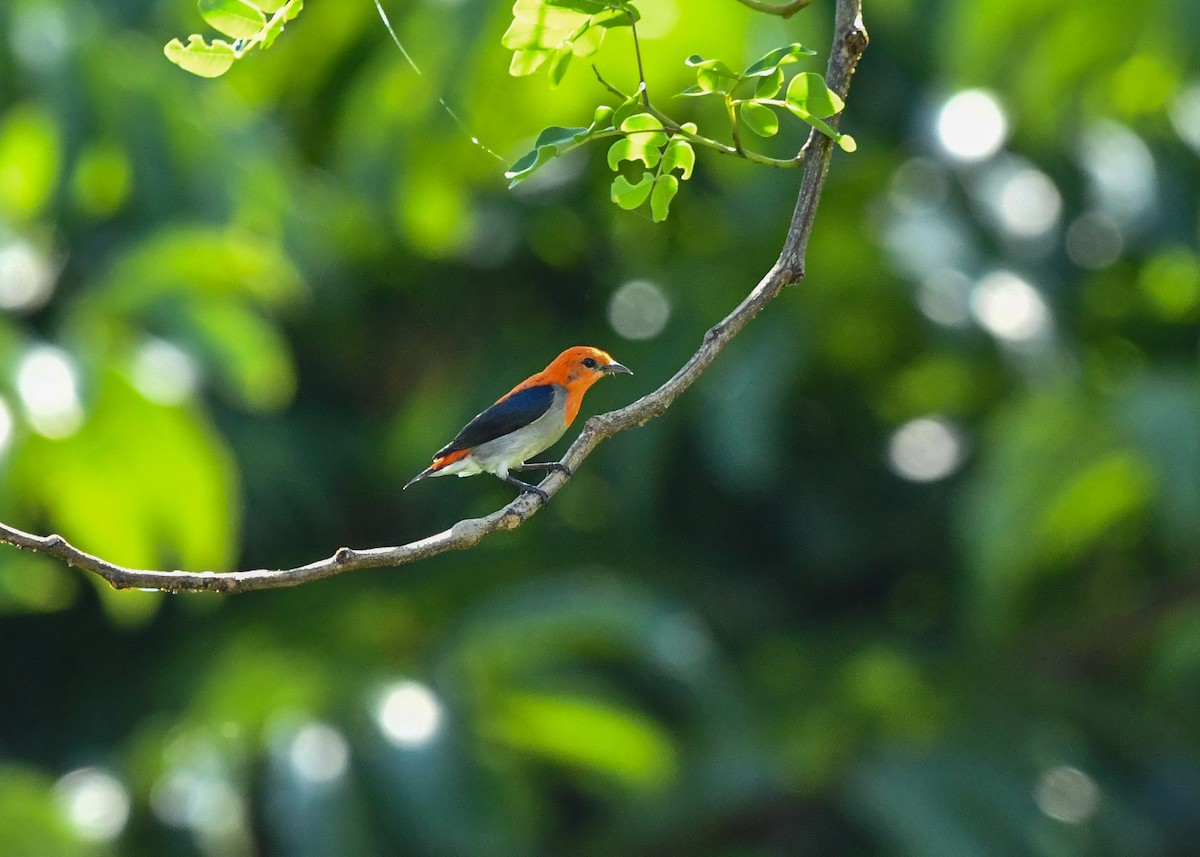 Scarlet-headed Flowerpecker - ML646384668