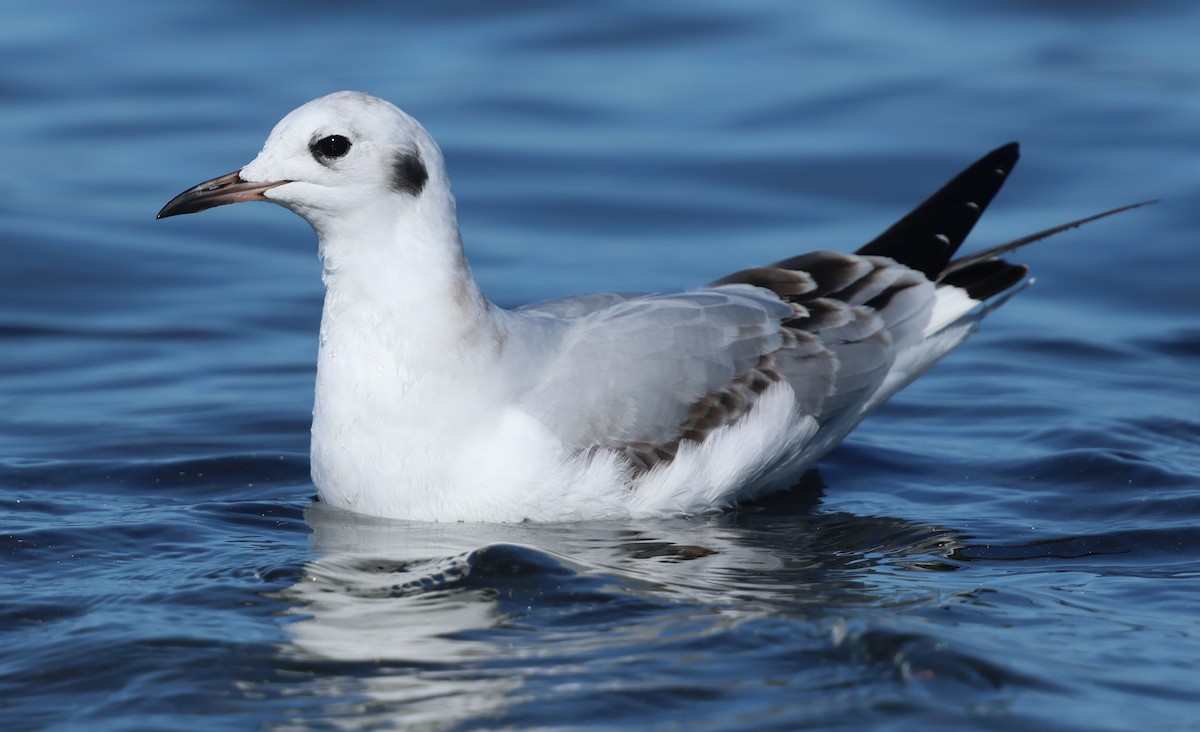 Bonaparte's Gull - ML646384669