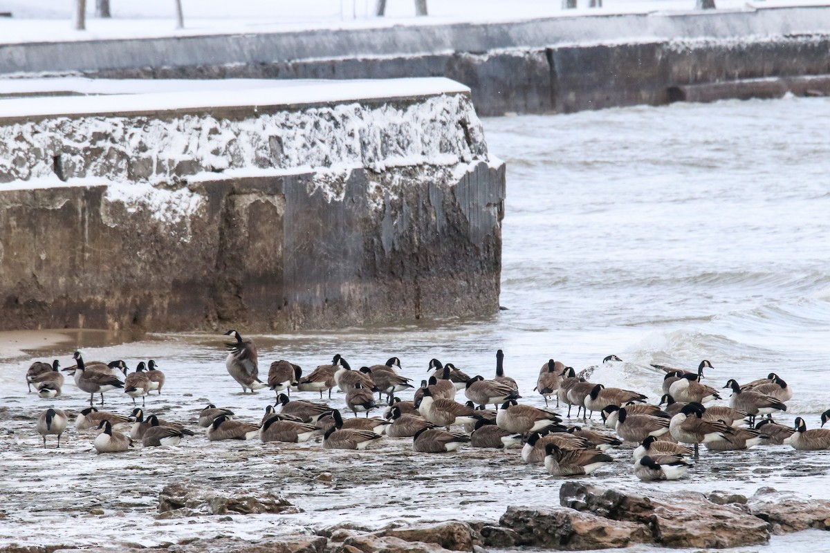 Canada Goose - ML646384670