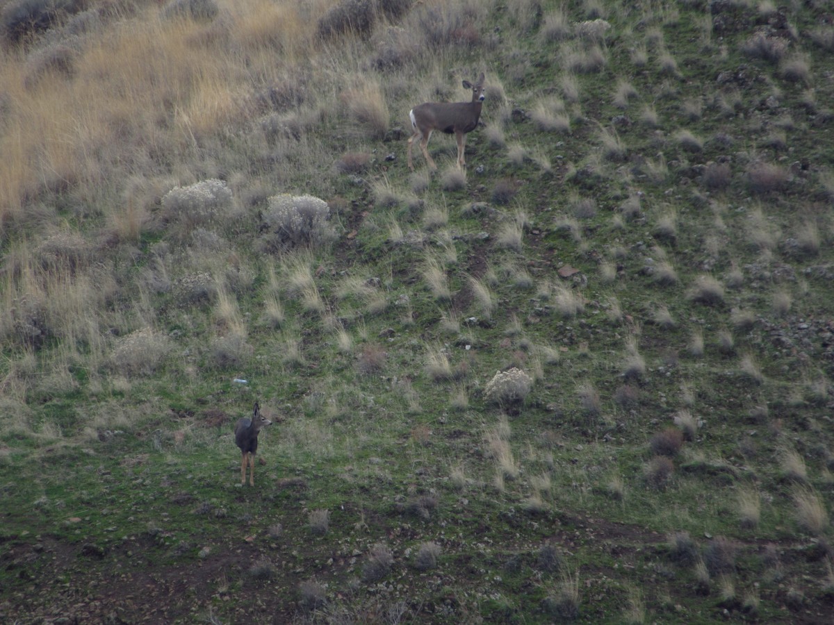 Rocky Mountain Mule Deer - ML646384671