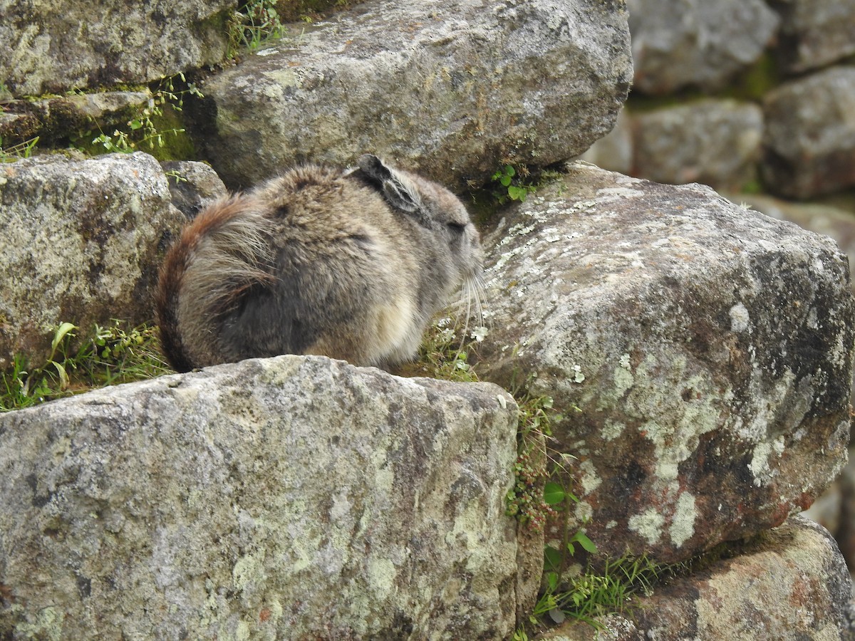 Mountain Viscacha - ML646384673