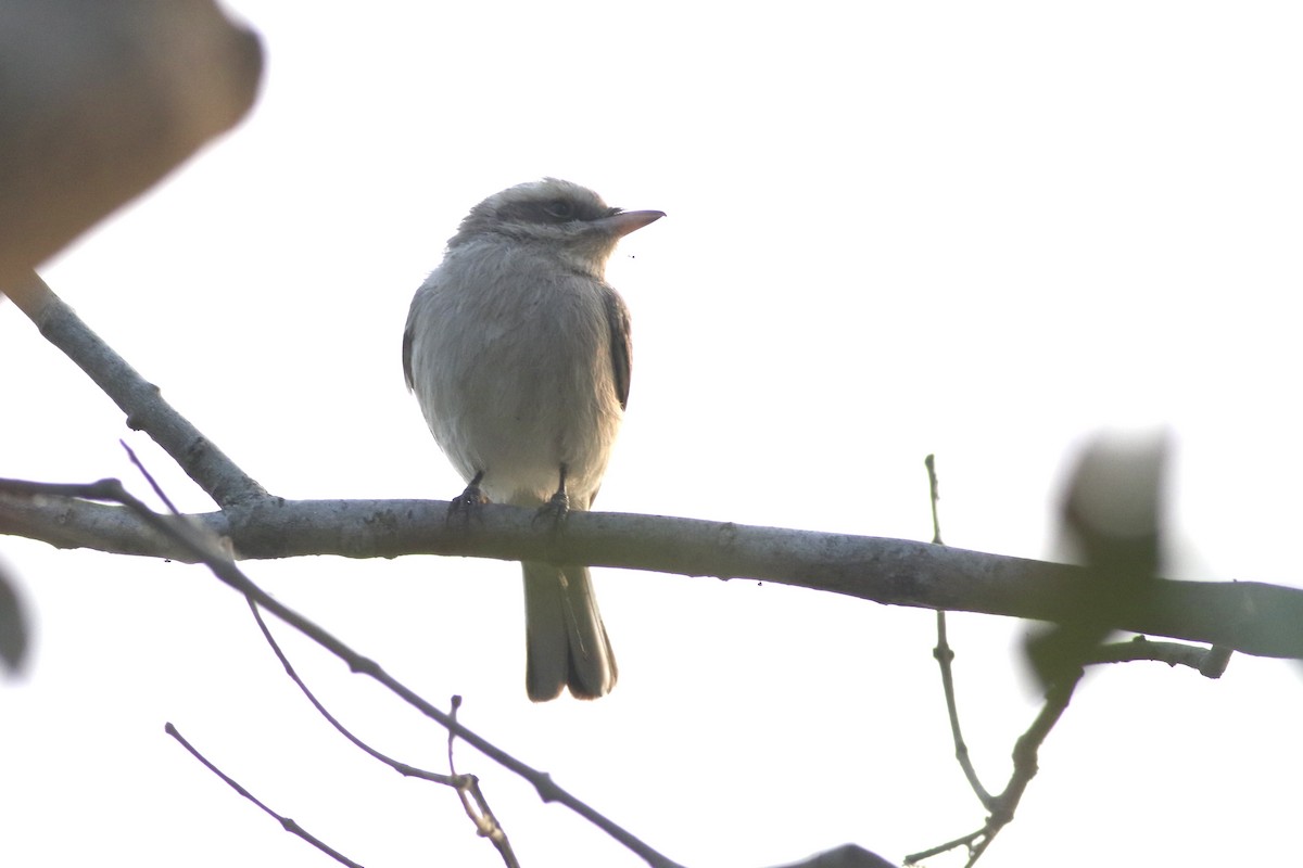 Common Woodshrike - ML646384674