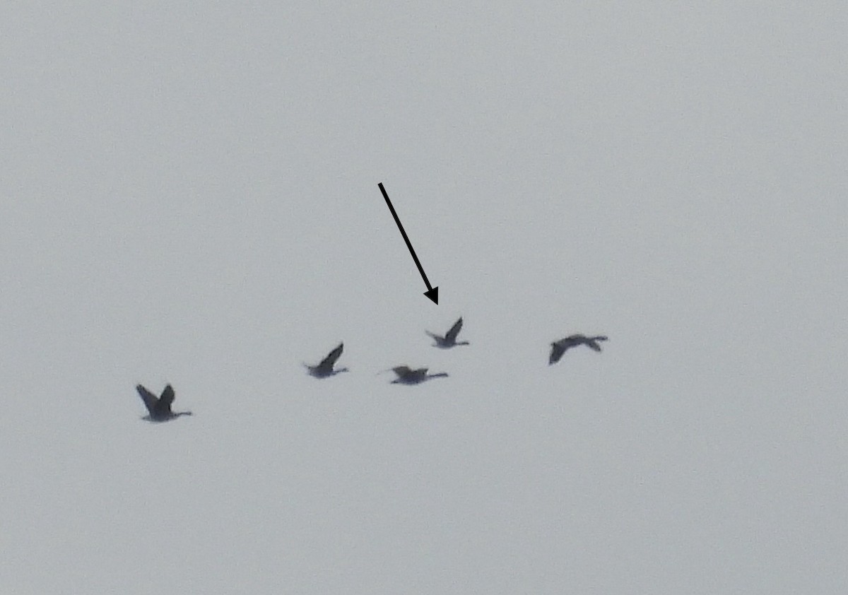 Cackling Goose - ML646384675