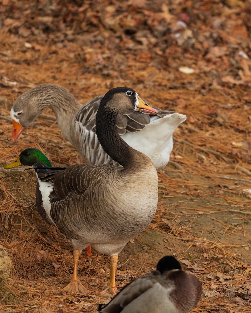 Oie cendrée - ML646384676