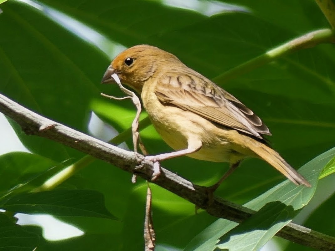 Grassland Yellow-Finch - ML646384677