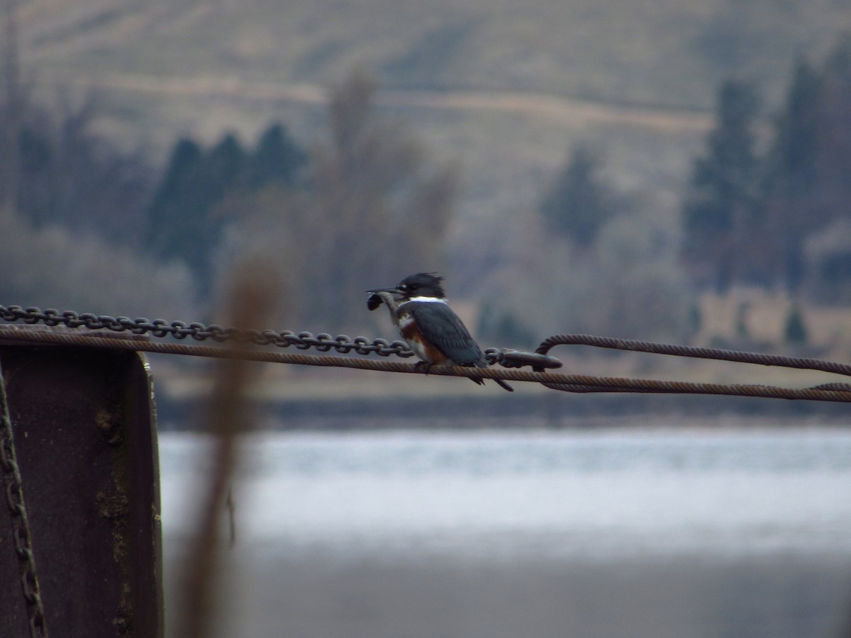 Belted Kingfisher - ML646384678