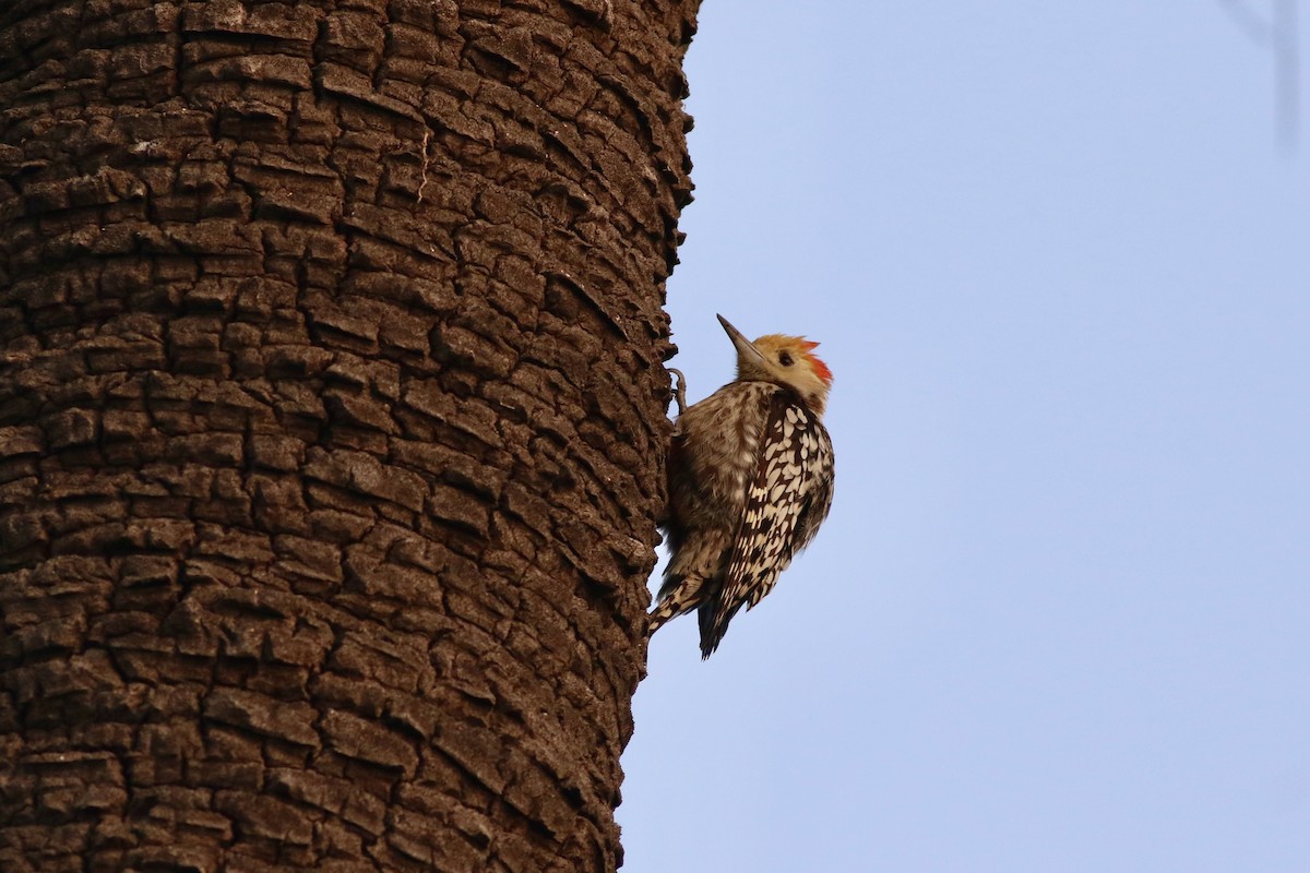 Yellow-crowned Woodpecker - ML646384680