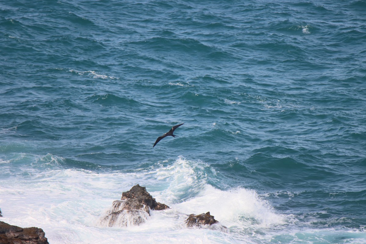 Great Frigatebird - ML646384681