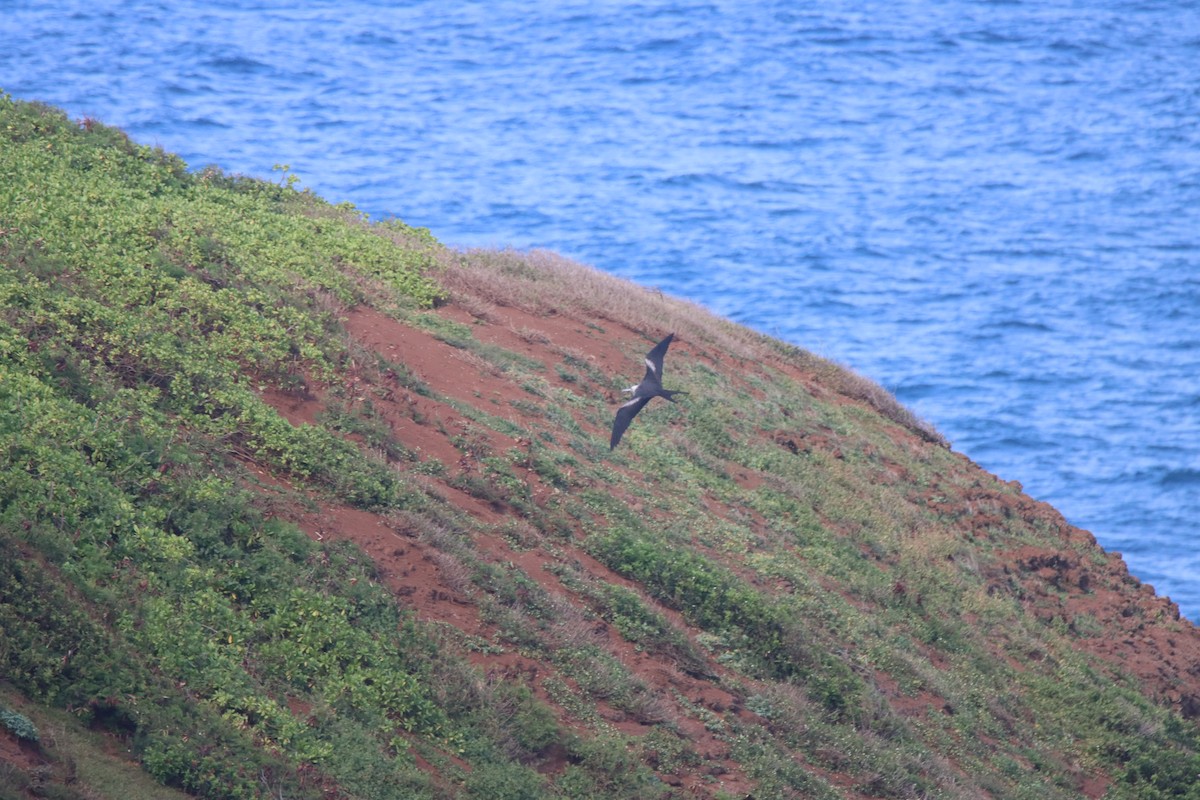 Great Frigatebird - ML646384682
