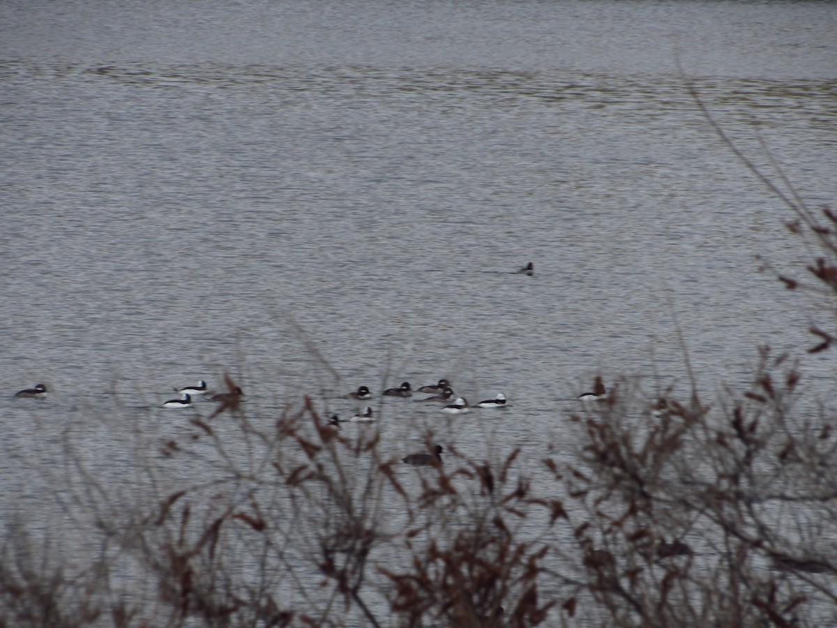 Bufflehead - ML646384683