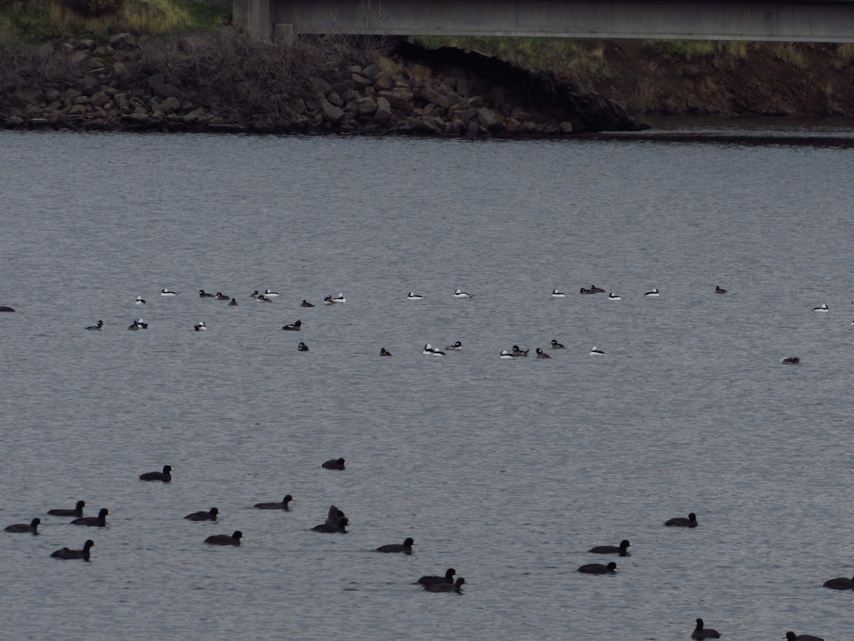 Bufflehead - ML646384684