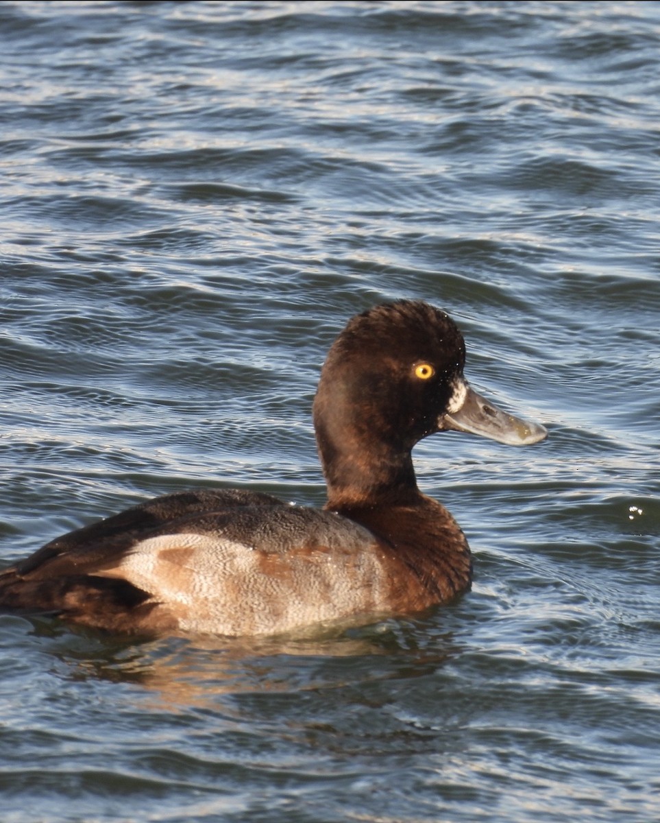 Greater/Lesser Scaup - ML646384685