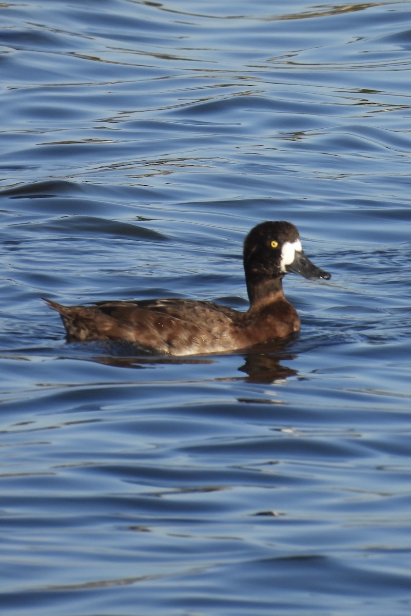 Greater/Lesser Scaup - ML646384686