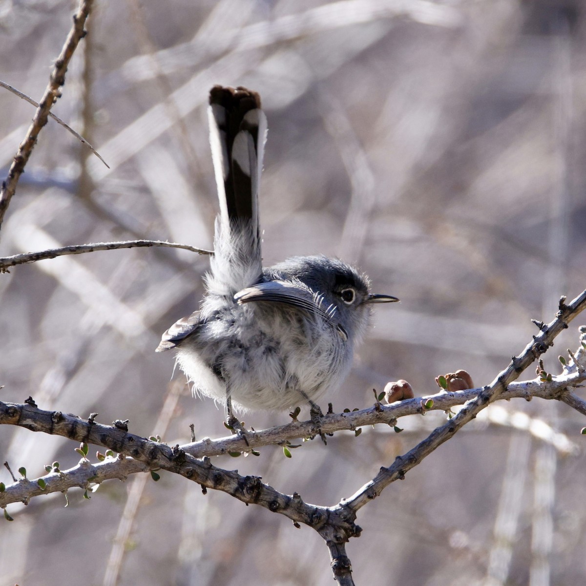 Black-tailed Gnatcatcher - ML646384687