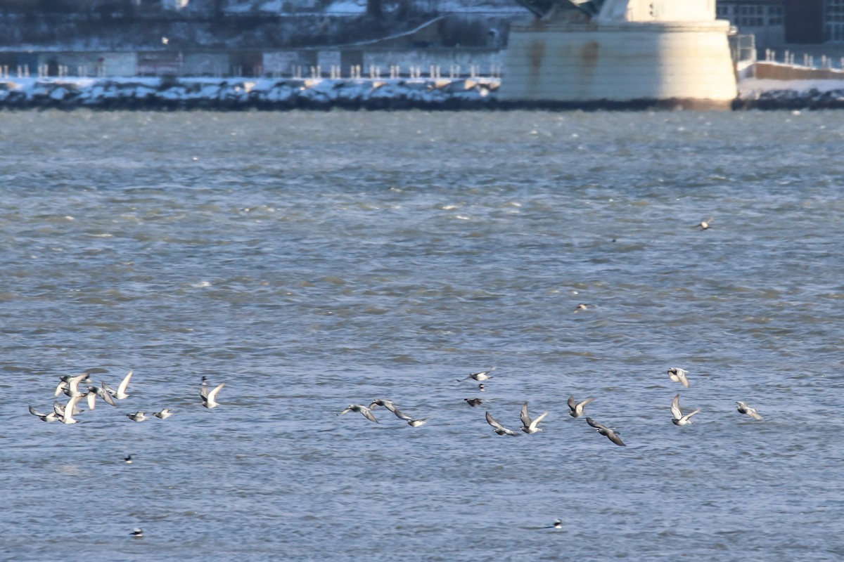Rock Pigeon (Feral Pigeon) - ML646384688