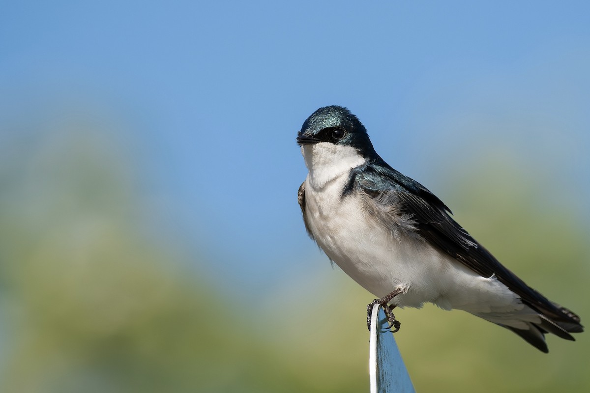 Tree Swallow - ML646384693