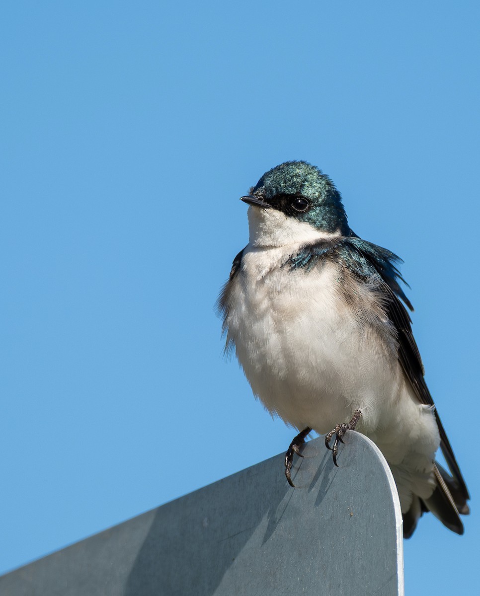 Tree Swallow - ML646384694