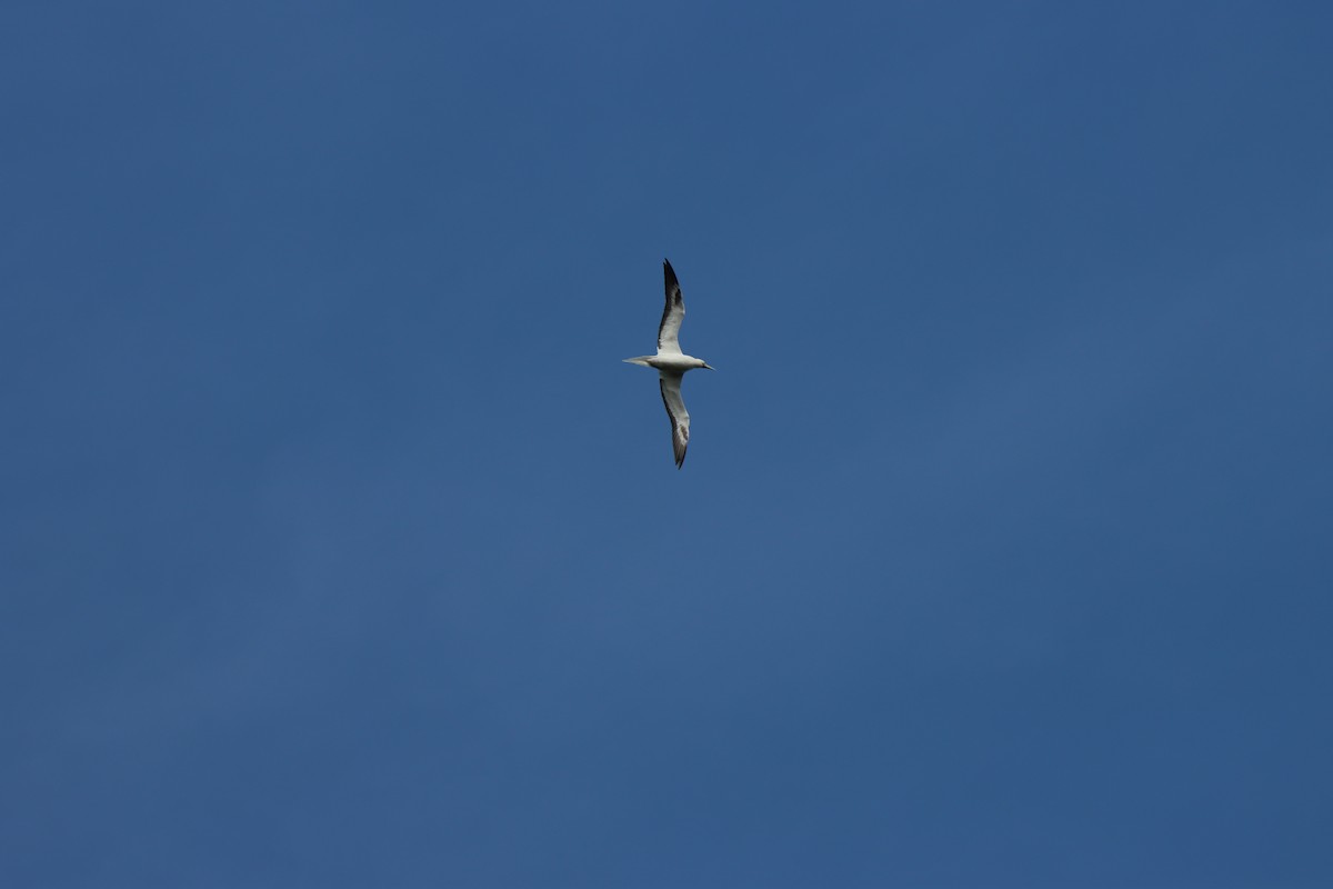 Red-footed Booby - ML646384698