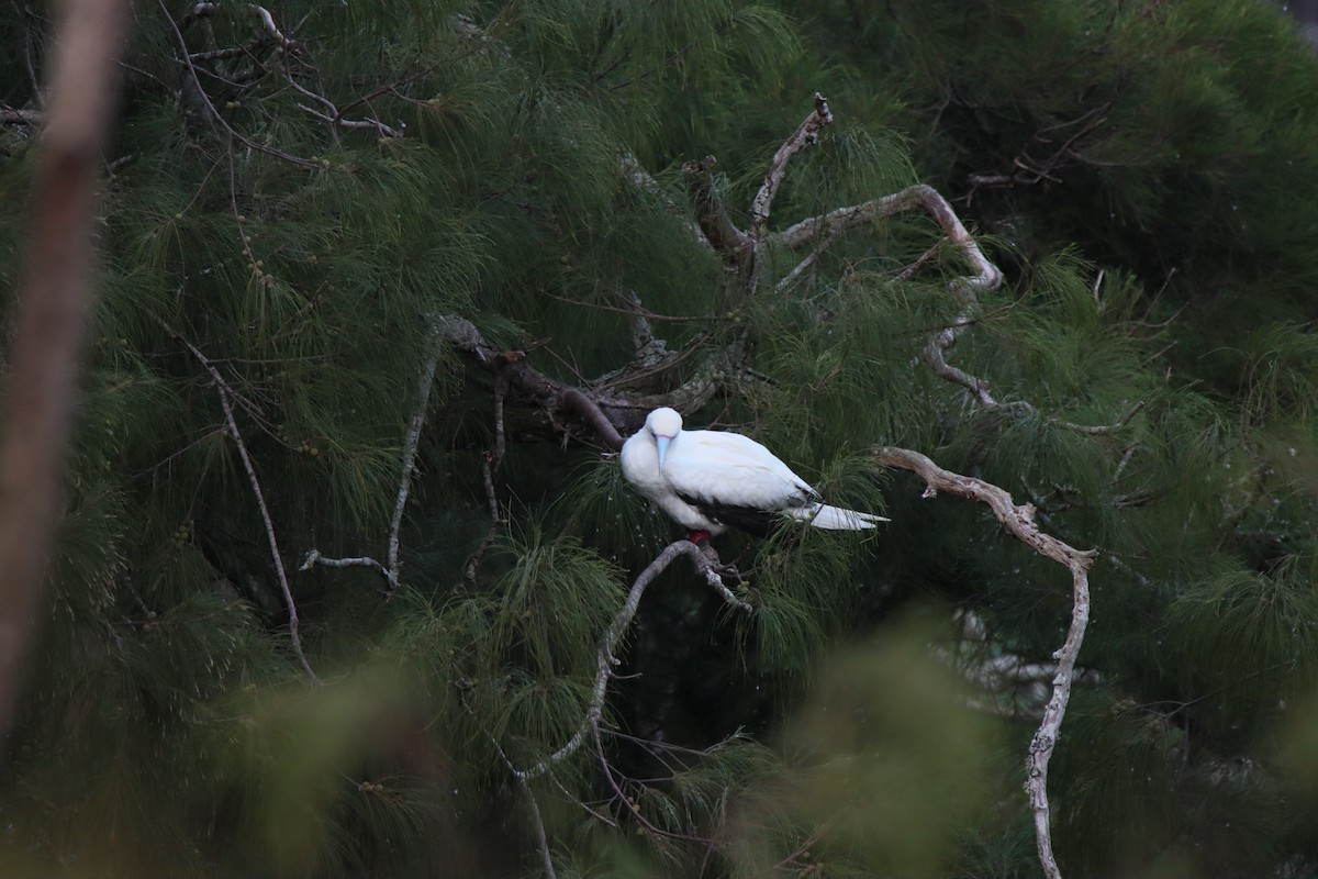Red-footed Booby - ML646384699