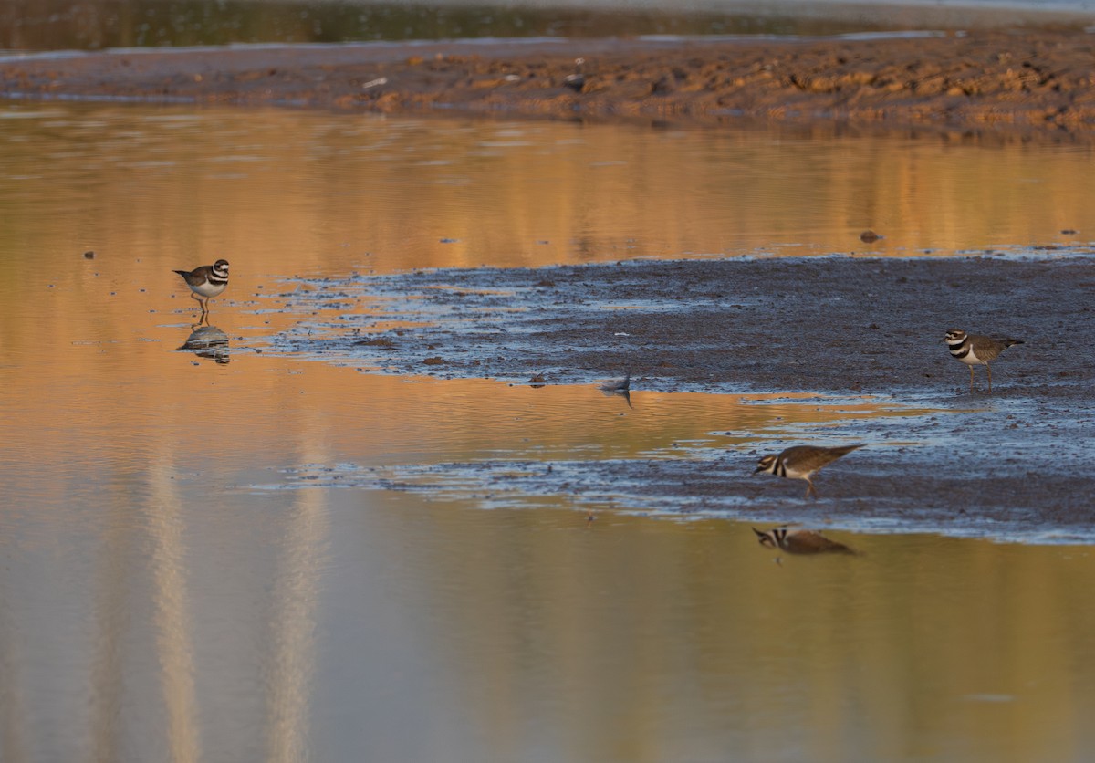 Killdeer - ML646384701