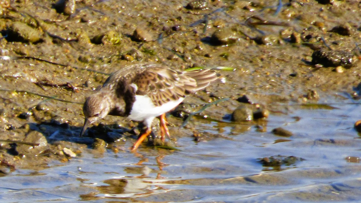 Ruddy Turnstone - ML646384702