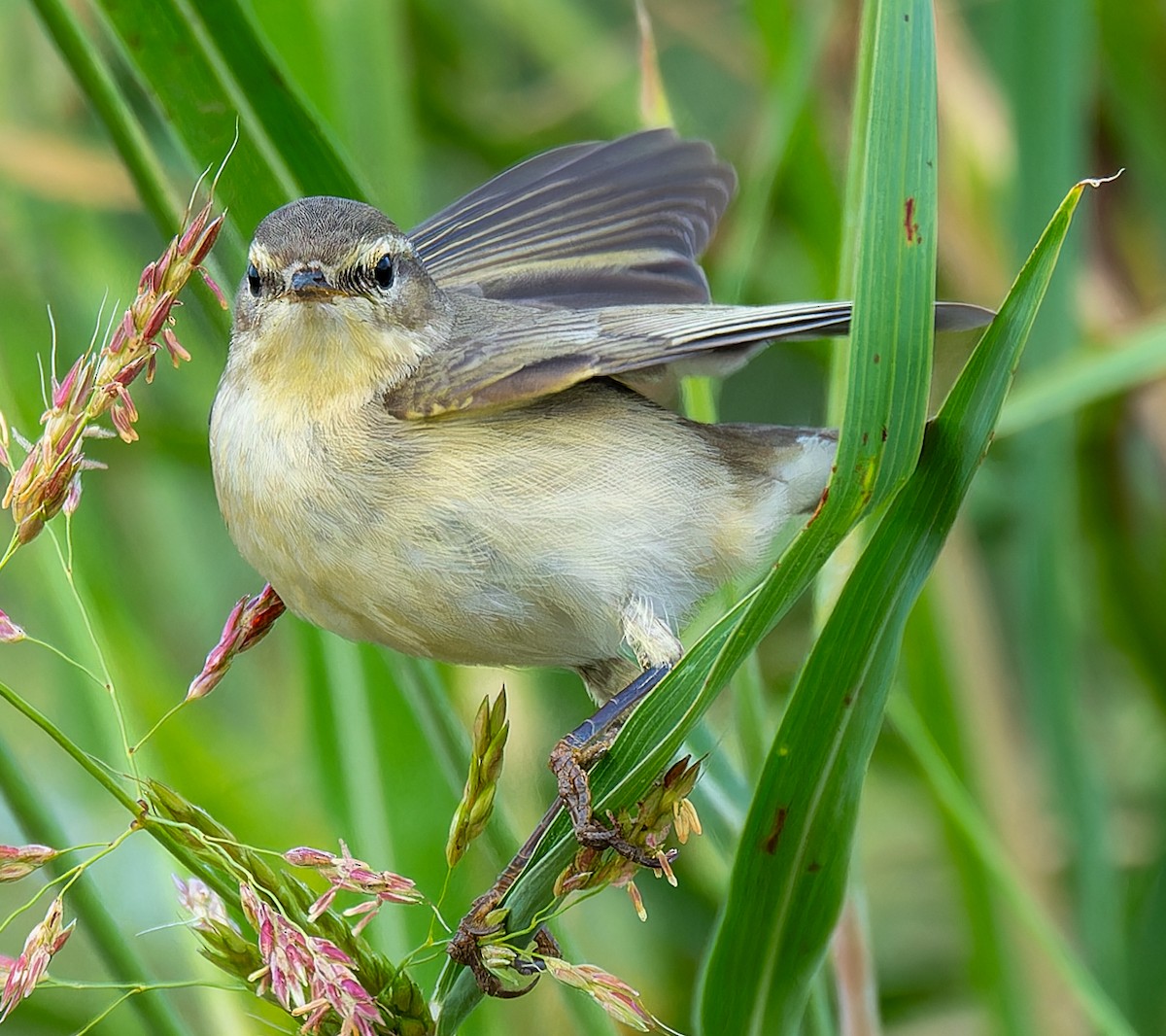 Common Chiffchaff - ML646384703