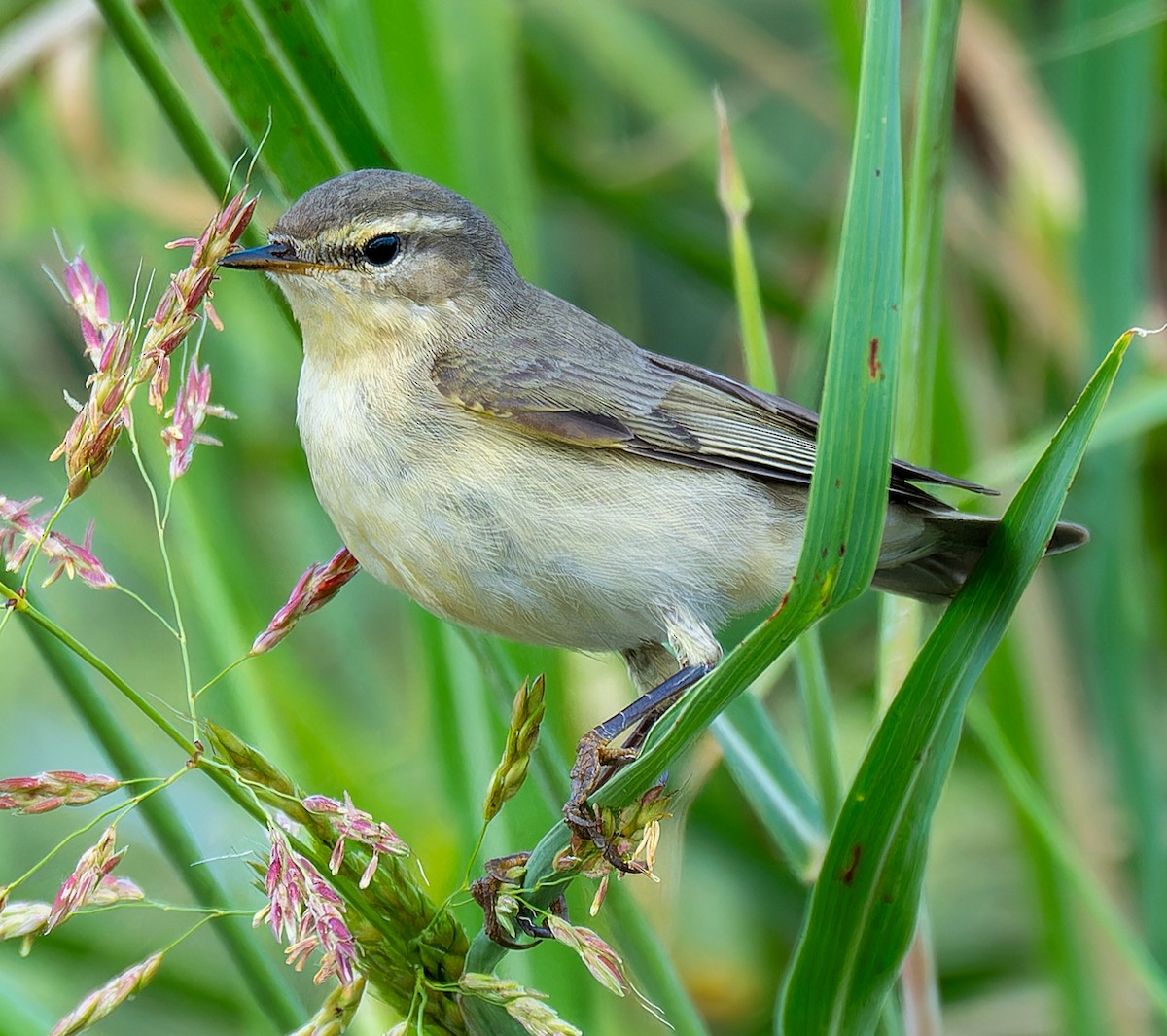 Common Chiffchaff - ML646384704