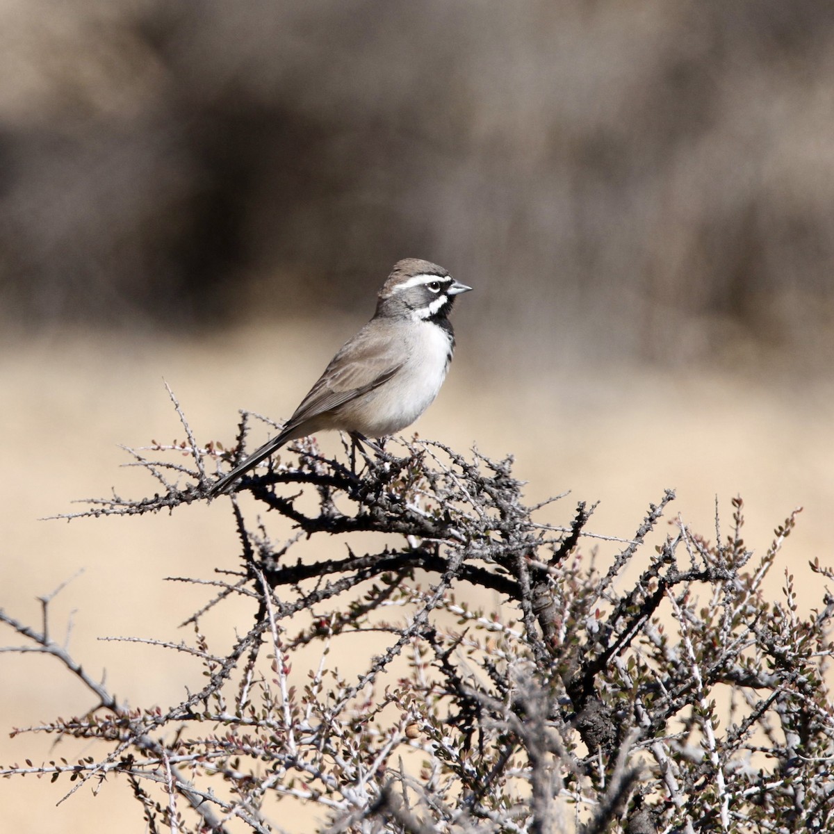 Black-throated Sparrow - ML646384709