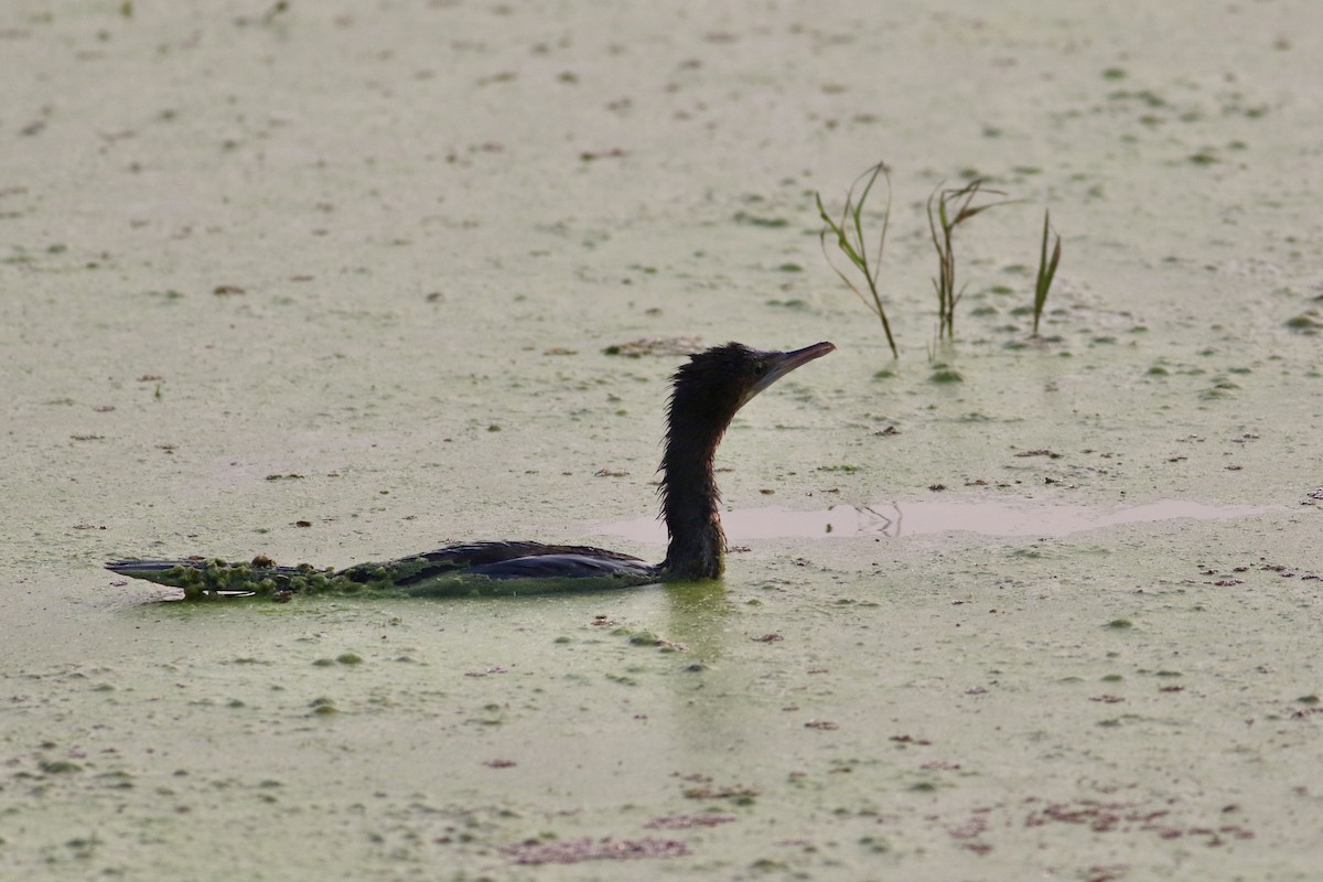 Little Cormorant - ML646384713