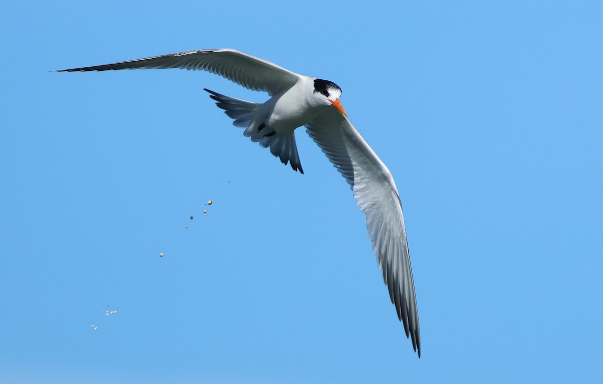 Elegant Tern - ML646384714