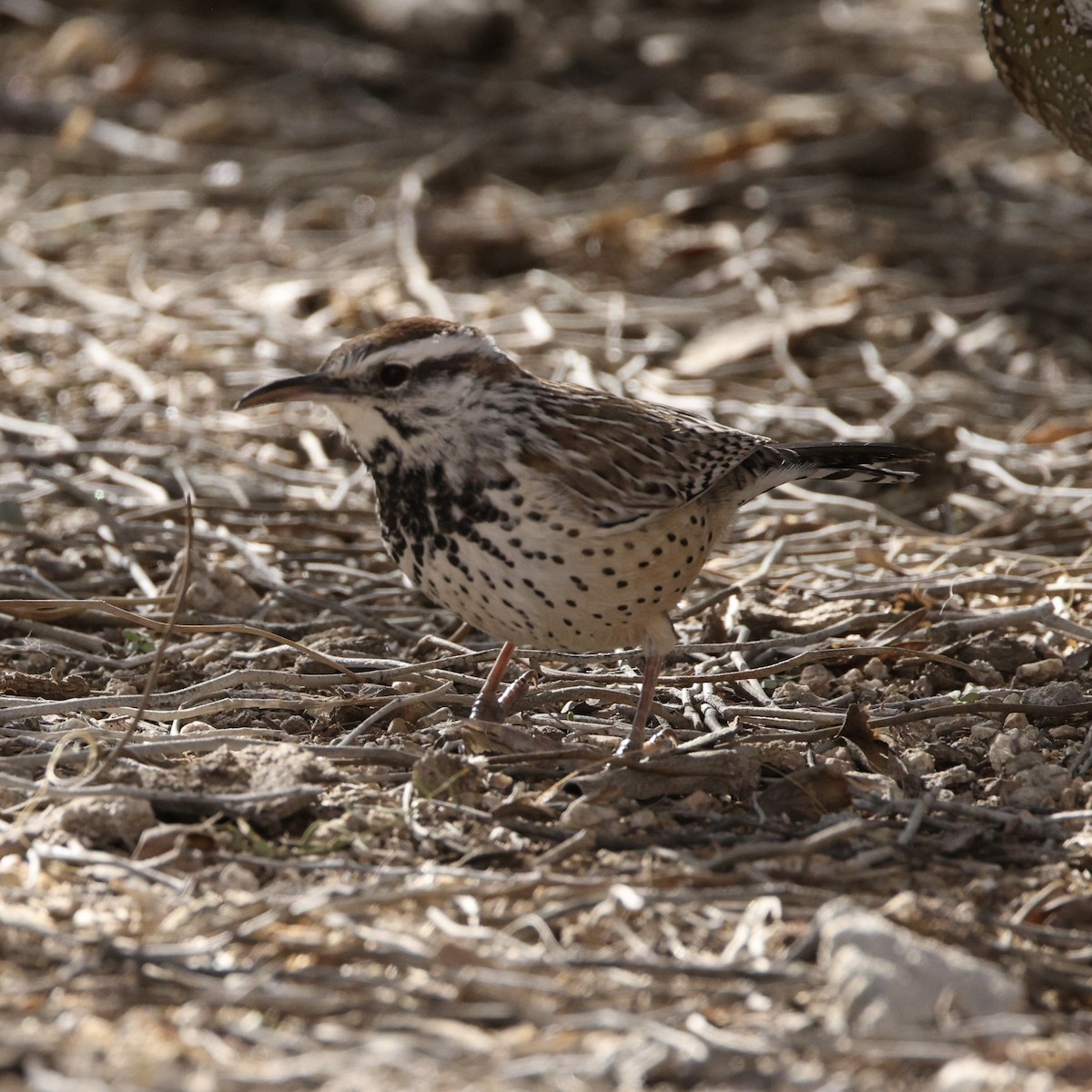 Cactus Wren - ML646384720
