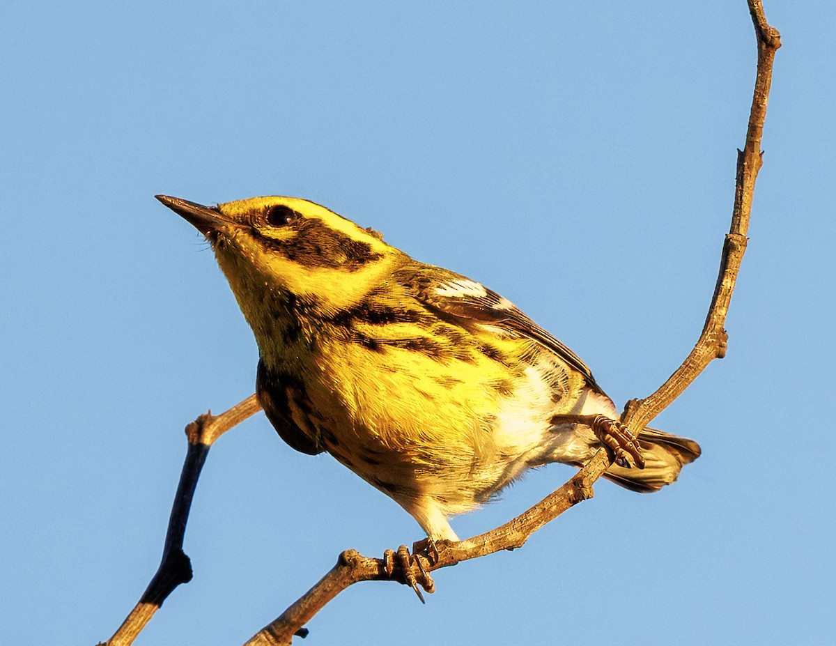 Reinita de Townsend - ML646384721