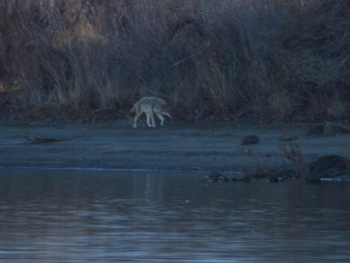 Coyote - ML646384725