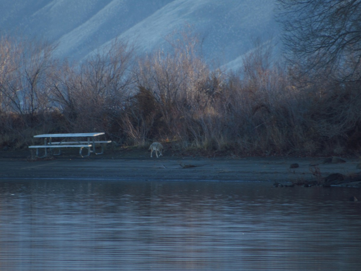 Coyote - ML646384726