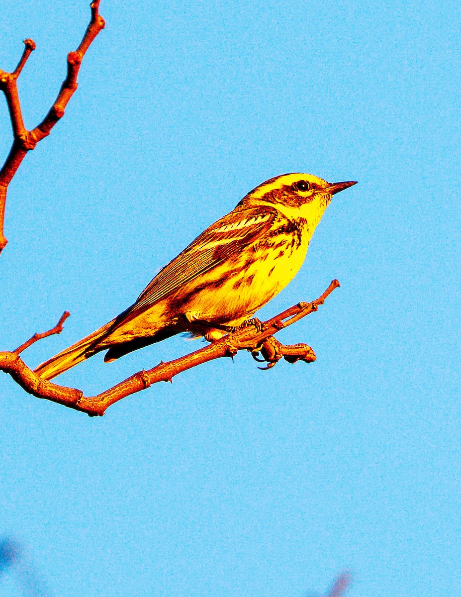 Reinita de Townsend - ML646384728