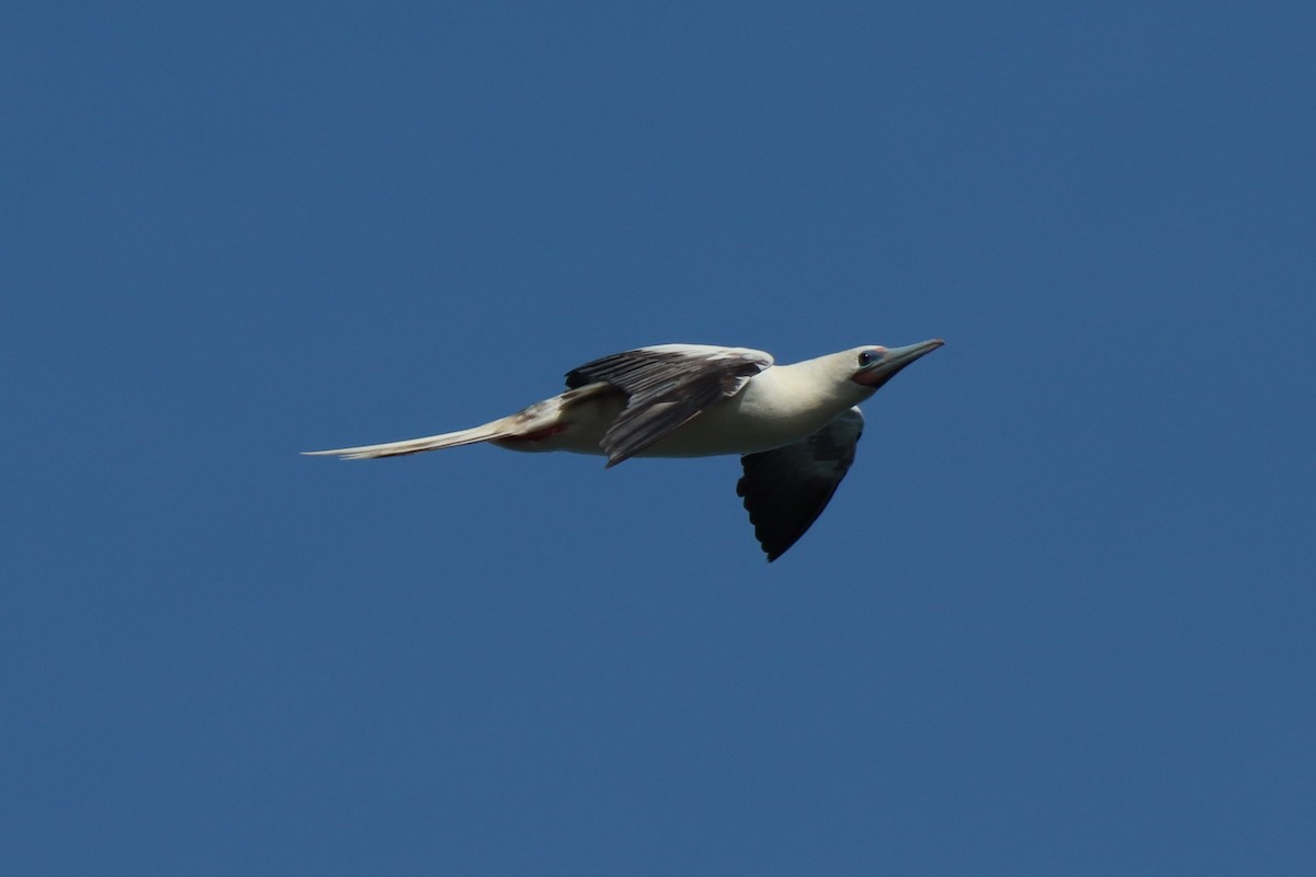 Red-footed Booby - ML646384729