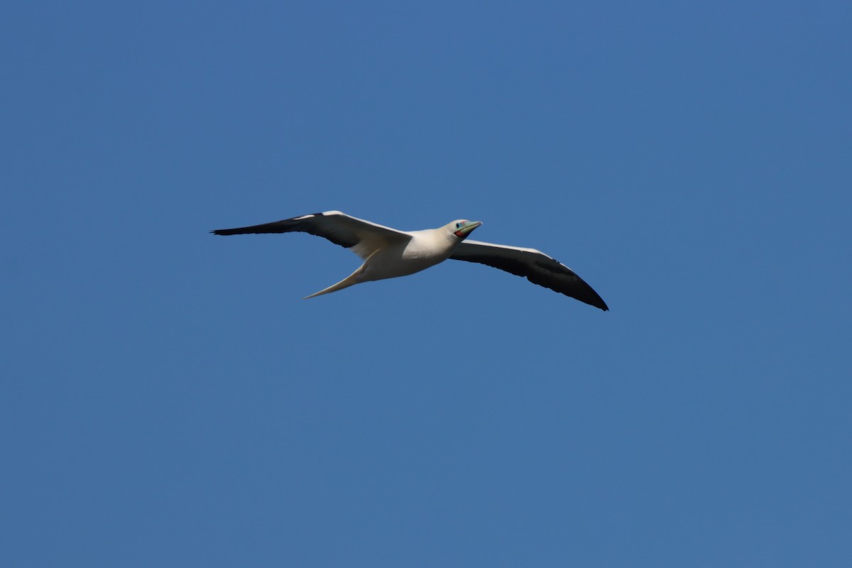 Red-footed Booby - ML646384730