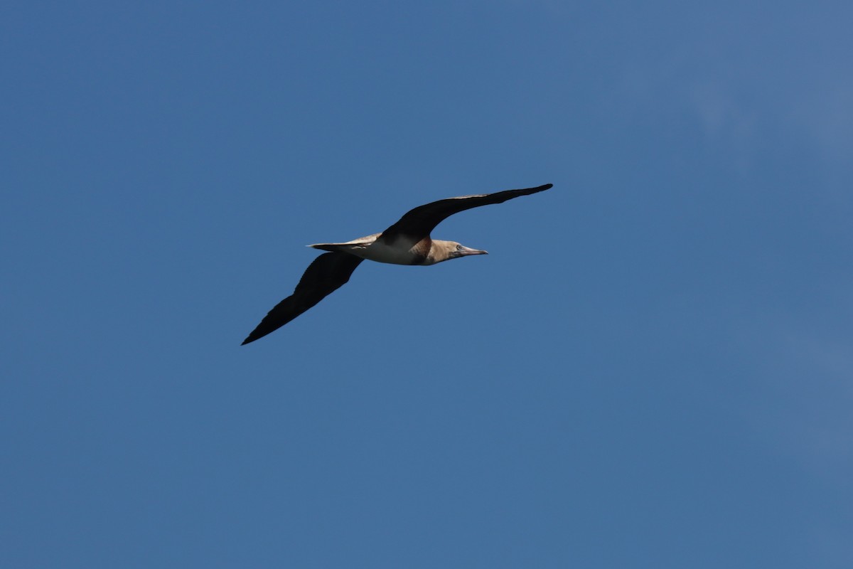 Red-footed Booby - ML646384731