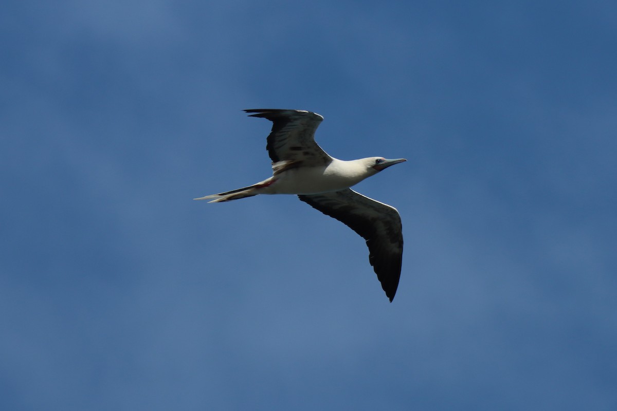 Red-footed Booby - ML646384732