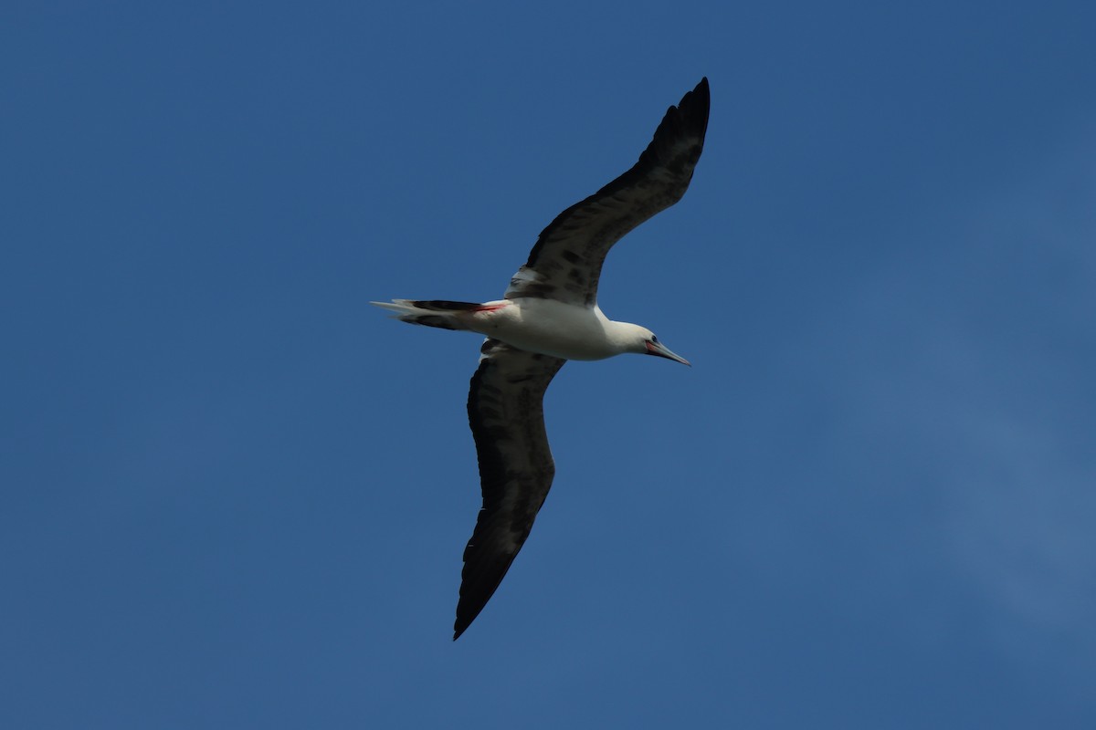 Red-footed Booby - ML646384733
