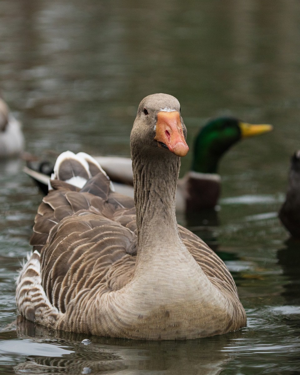 Oie cendrée - ML646384735