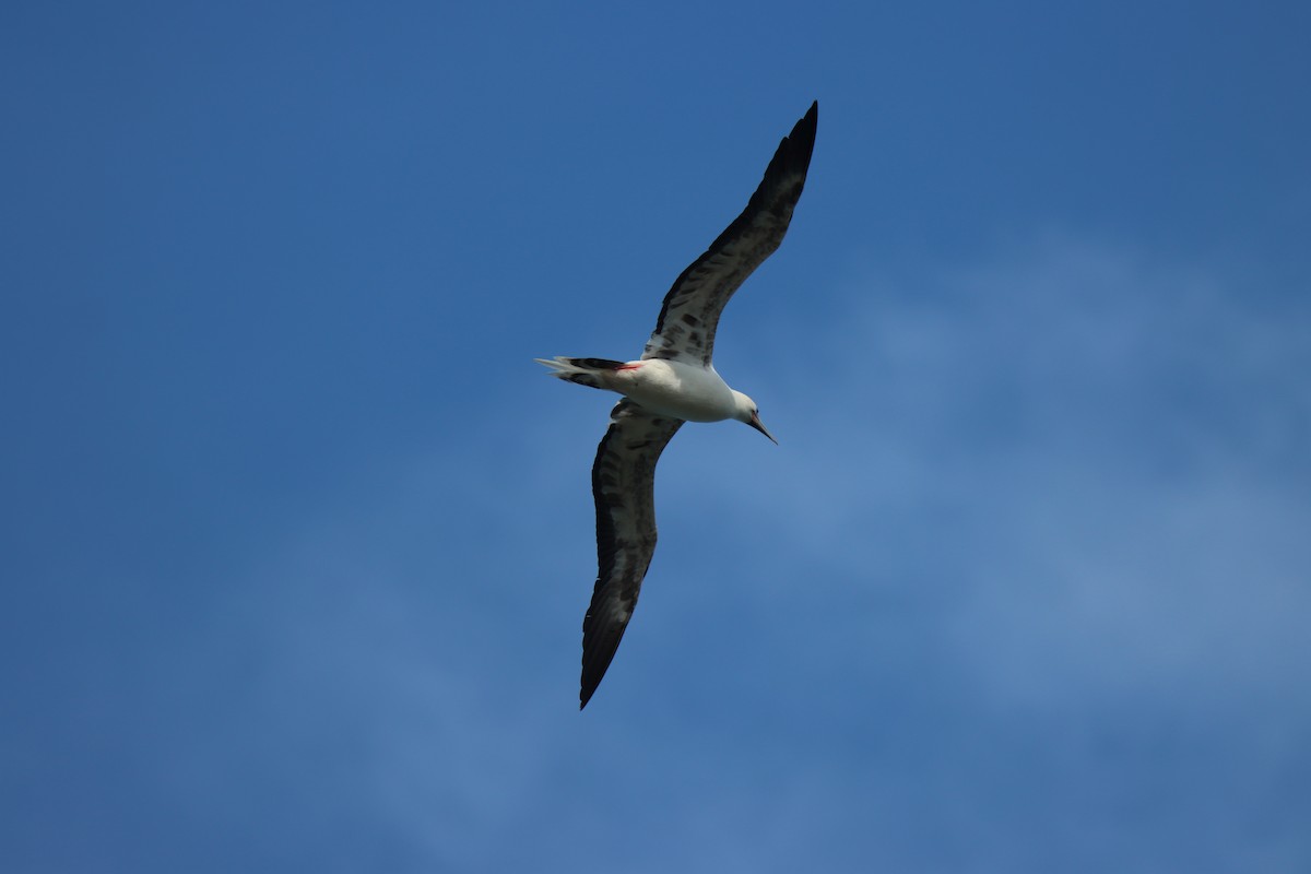 Red-footed Booby - ML646384736