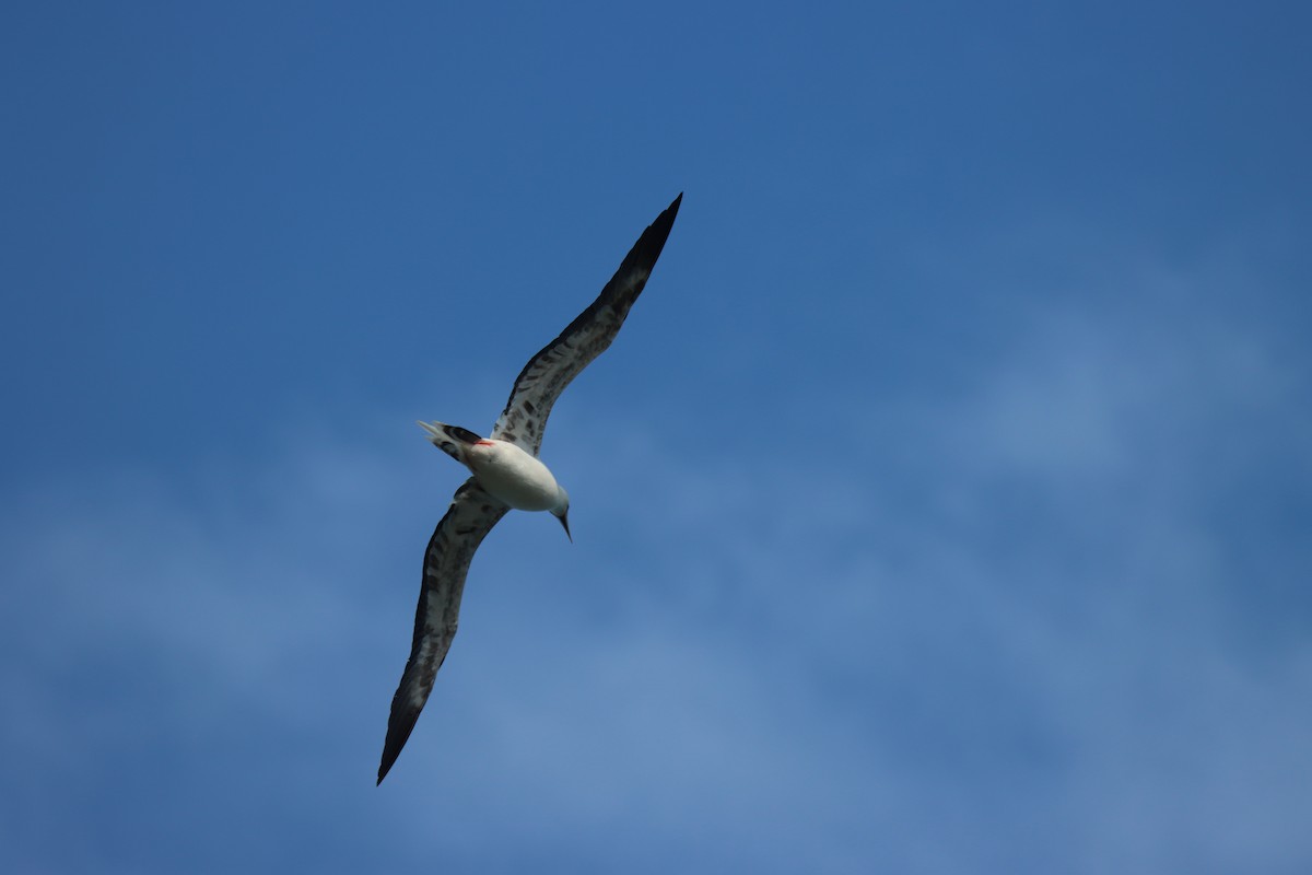 Red-footed Booby - ML646384737
