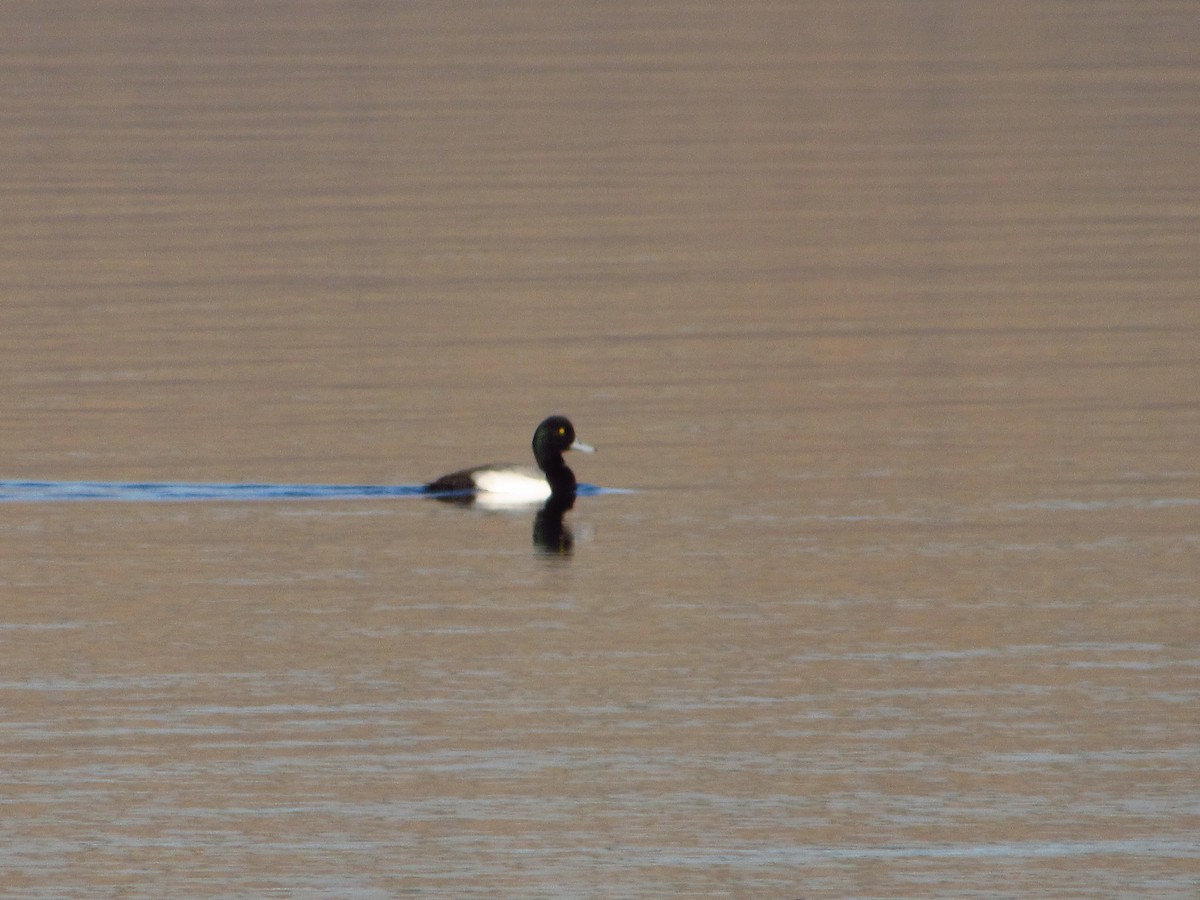 Fuligule milouinan - ML646384738